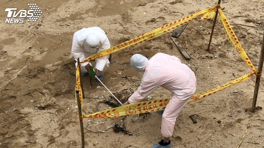 死亡海豚誤認為山豬 馬祖北竿虛驚一場