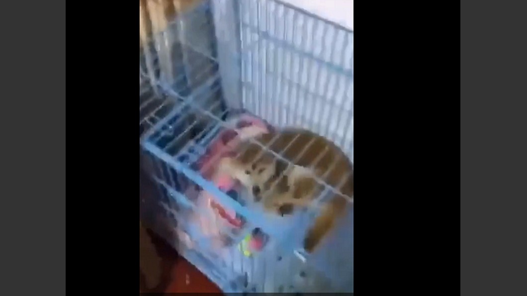 柴犬被淋「冒煙熱水」!研究生不反省更炫耀「出新片了」