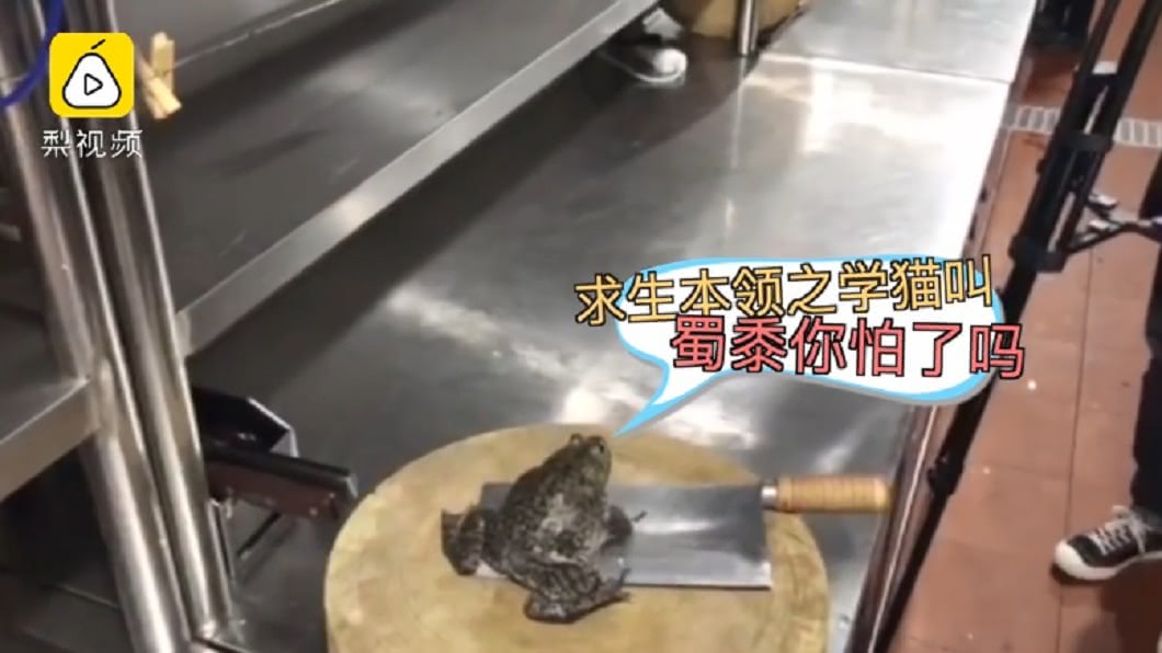 牛蛙下鍋前叫一聲「喵~」逃死劫 大廚嚇到不敢煮帶回家