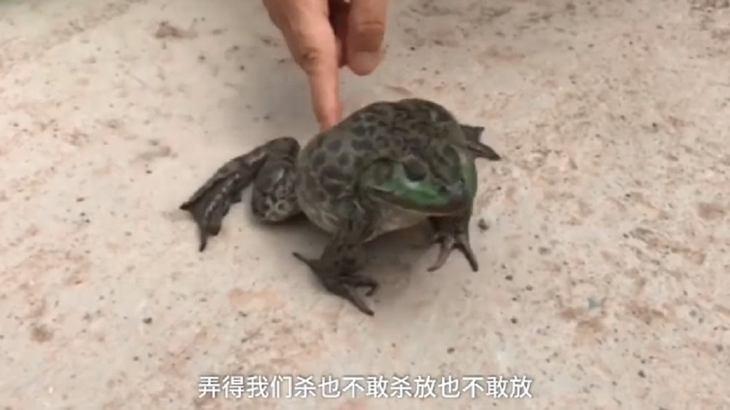 圖/翻攝自《梨視頻》