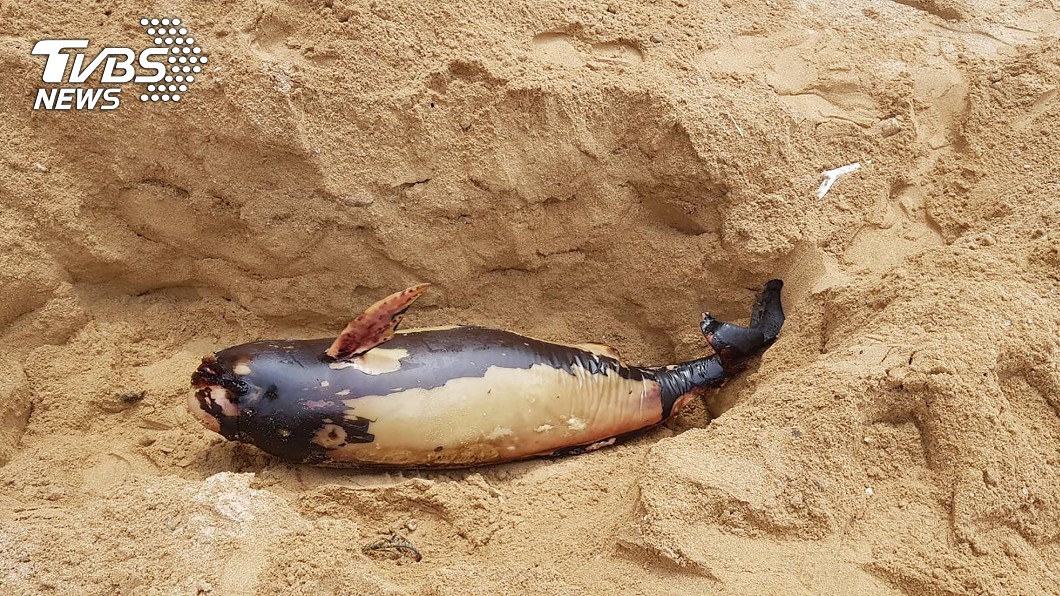 馬祖連續3天發現死亡鯨豚 露脊鼠海豚