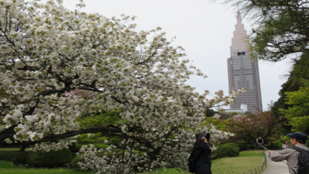 圖/翻攝東京新宿御苑官網