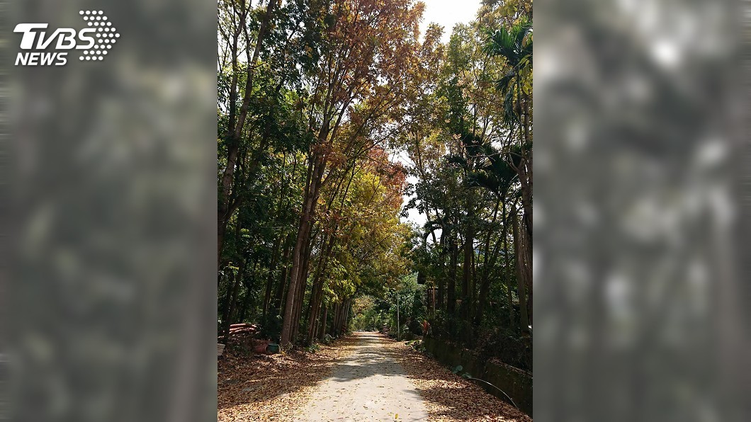 季節限定美景! 桃花心木換新裝美如上帝的調色板