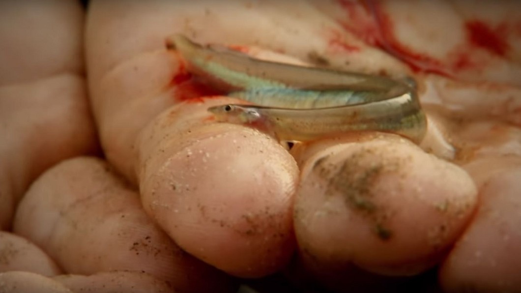 怪小魚愛尿味!鑽生殖器吸人血 最慘得「切掉」