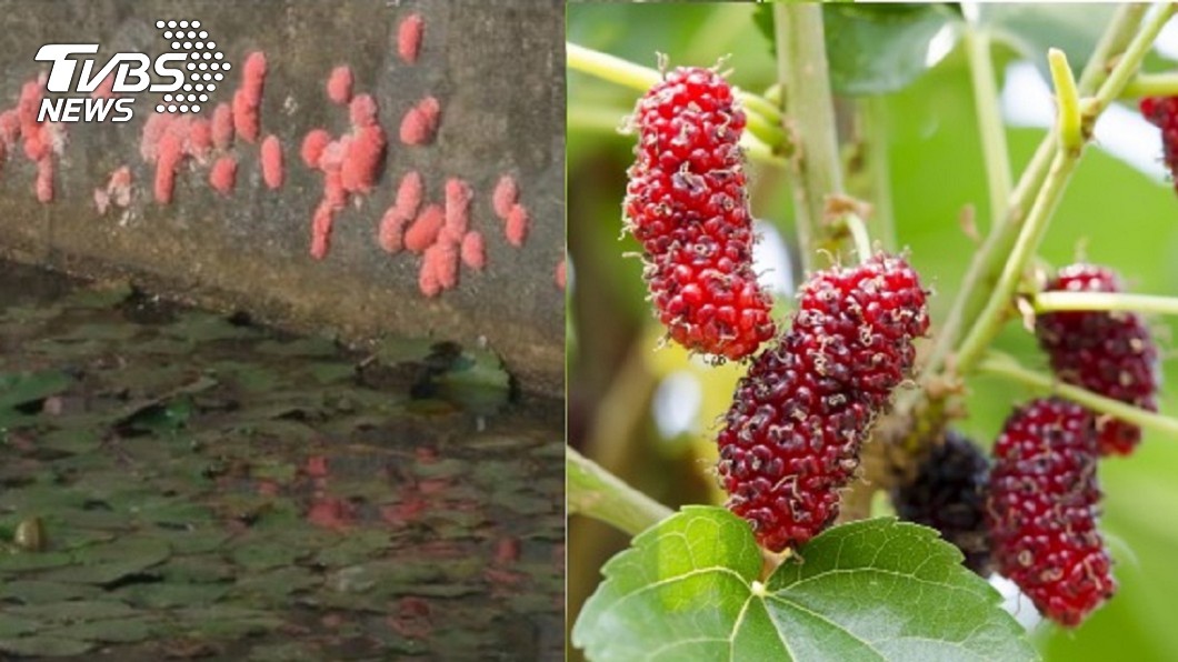 好傻好天真!吃下「它」成童年惡夢 網:還當肥皂洗手
