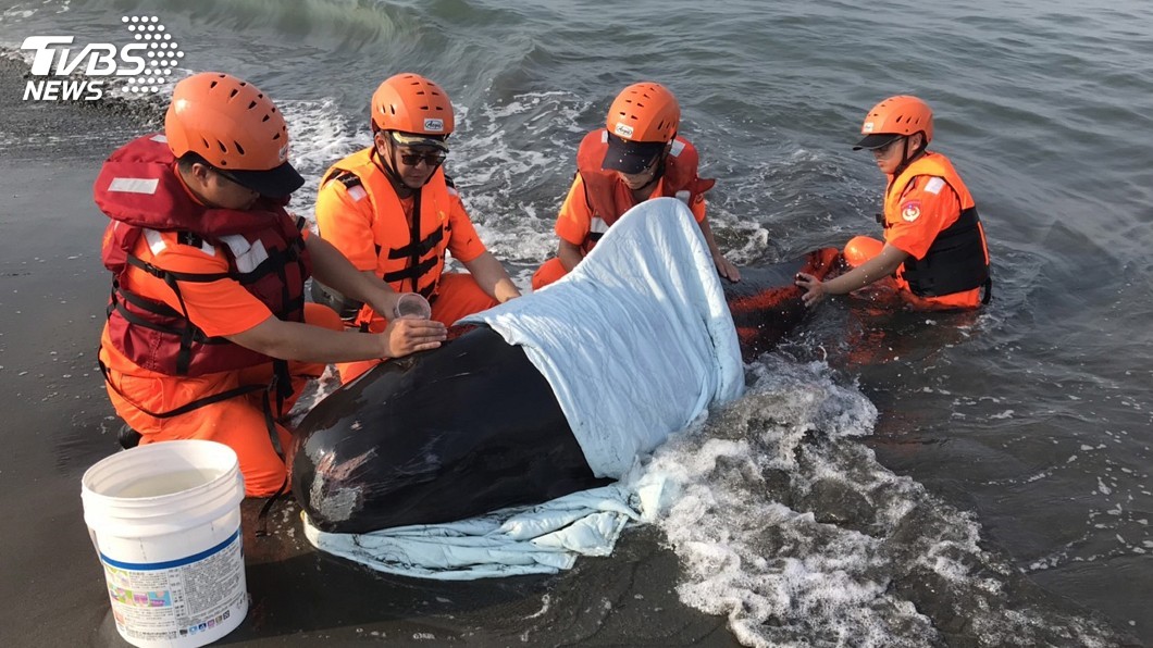 領航鯨受傷擱淺　海巡緊急救援暫保命