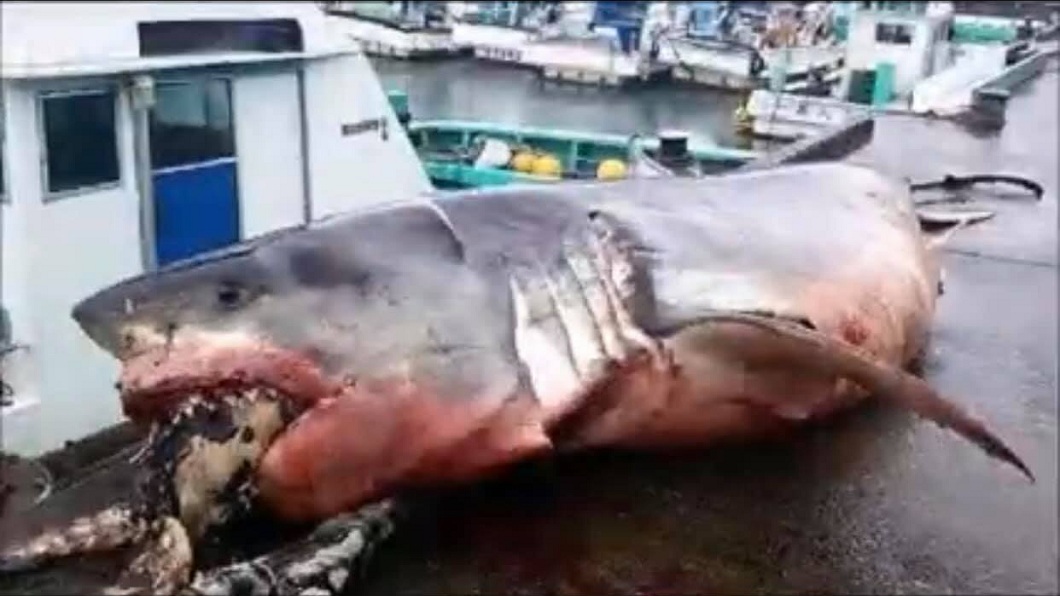 漁船捕到2千公斤大白鯊 海龜吞一半活活被噎死
