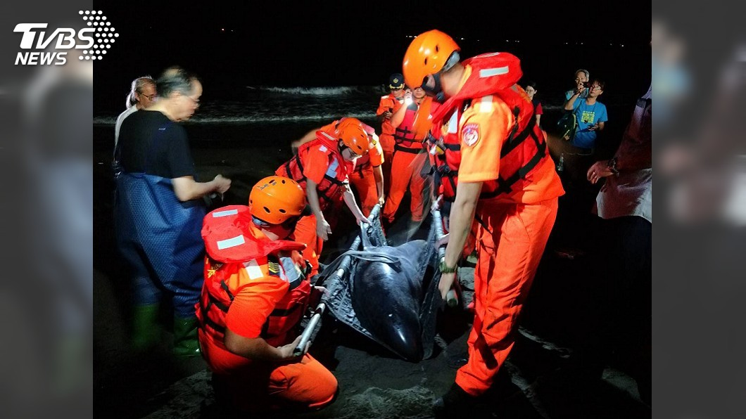 6隻小虎鯨擱淺旗津海灘 海巡協助搶救