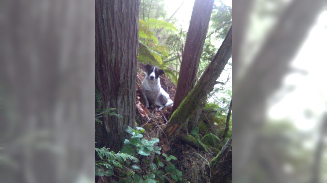 主人爬山意外身亡...忠犬寸步不離助警找人