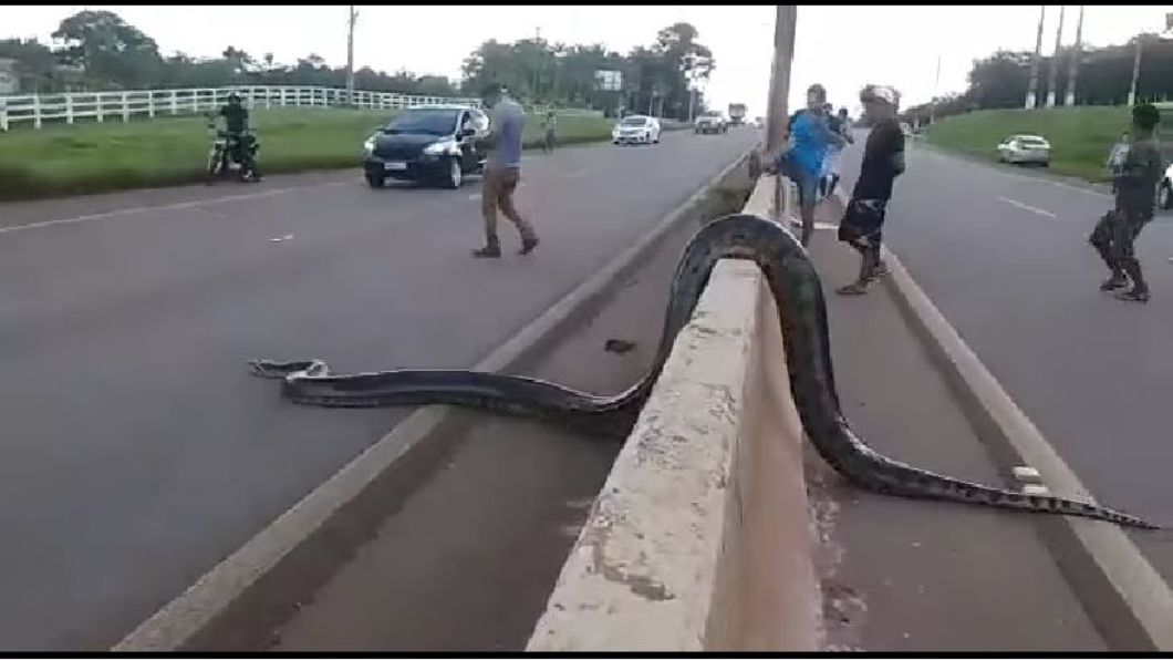 5公尺巨獸過馬路成焦點 駕駛幫擋車路人狂自拍