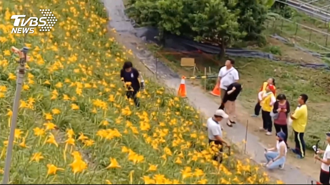 考驗你的公德心! 為拍照金針花海遭踐踏