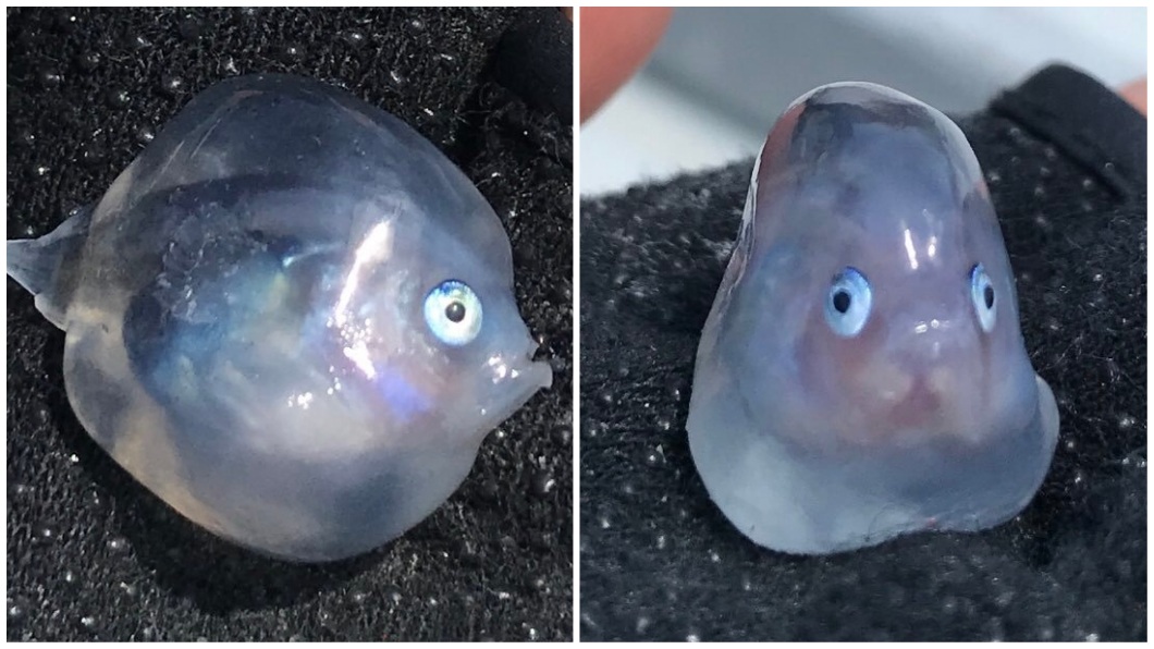 看到牠的模樣，有網友推測牠可能是鮟鱇魚的幼魚。(圖／翻攝自推特)