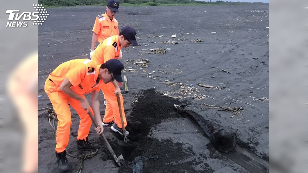 今年第3例… 宜蘭海岸又發現鯨豚擱淺死亡
