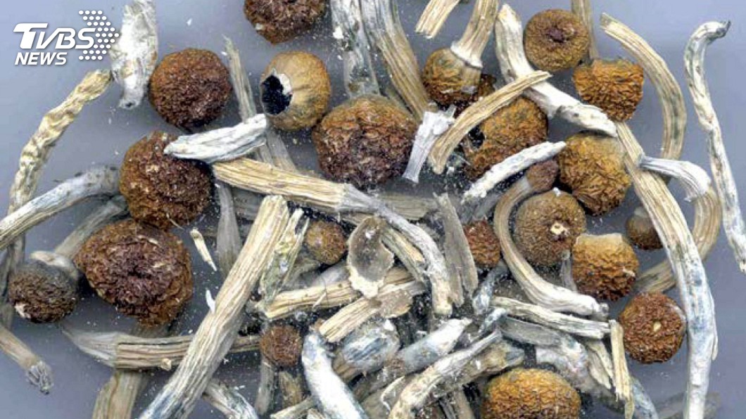 全美第一座放行的城市! 丹佛將合法化迷幻蘑菇