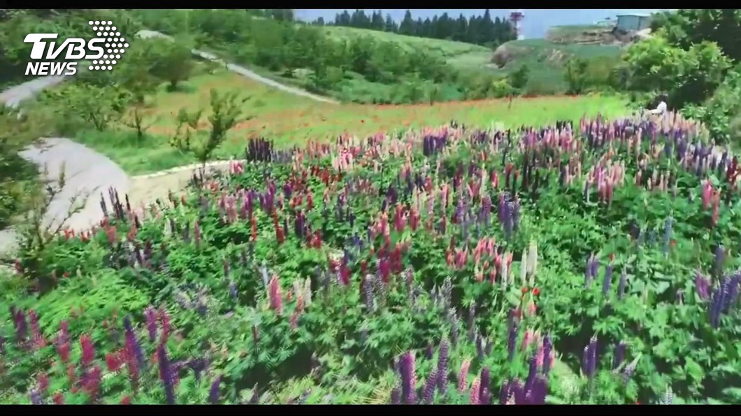 母親節賞花! 「魯冰花、蘭花、薰衣草」美不勝收