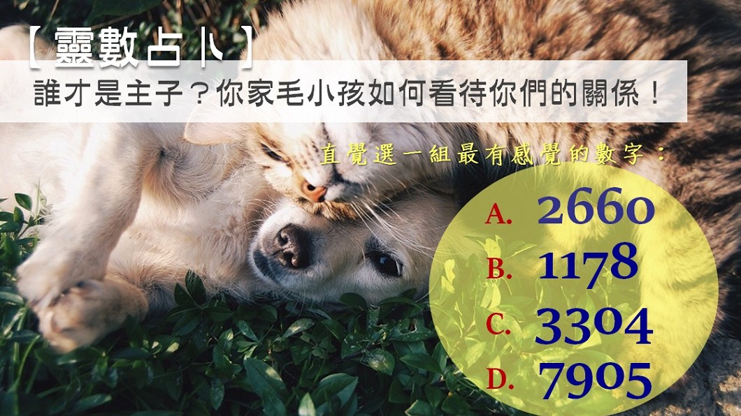 【靈數占卜】誰才是主子?你家毛小孩如何看待你們的關係