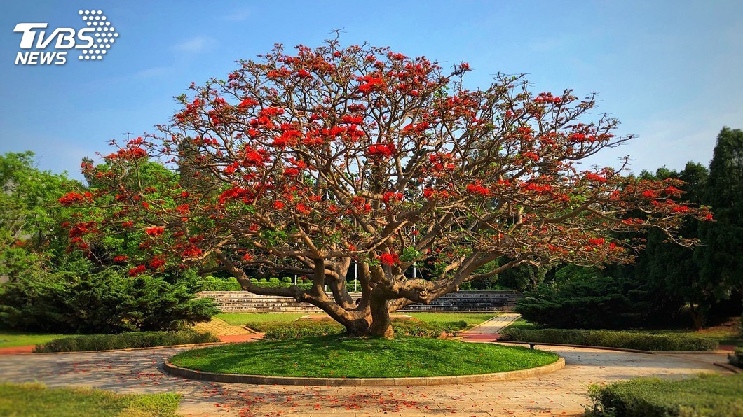 金門遊客別錯過！　5月刺桐花盛開嫣紅豔麗