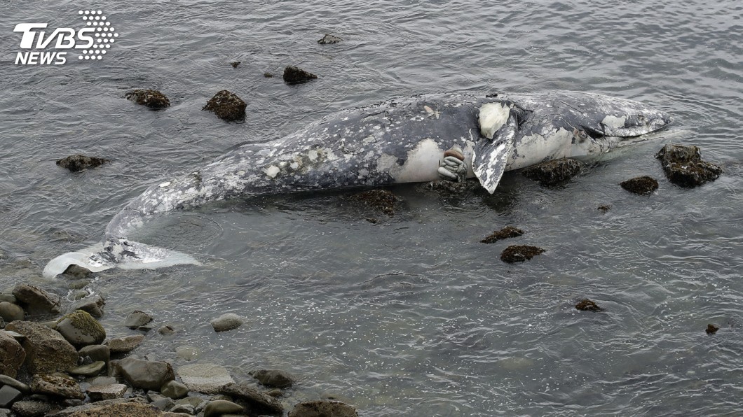美西沿海現58頭死灰鯨 科學家疑暖化導致