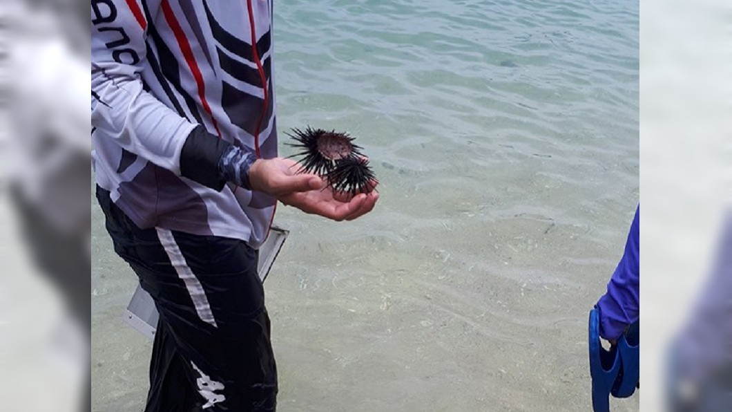 小琉球驚見破肚海膽 竟被人當露天Buffet吃到飽