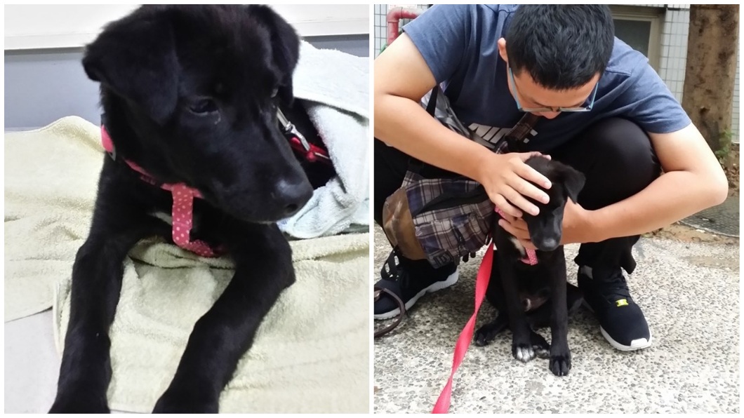 正修科大的流浪犬小乖，被好心學生收養帶回老家，沒想到卻被外籍移工闖入擄走還吃下肚。(圖／翻攝自臉書粉絲團「正修大狗幫」)