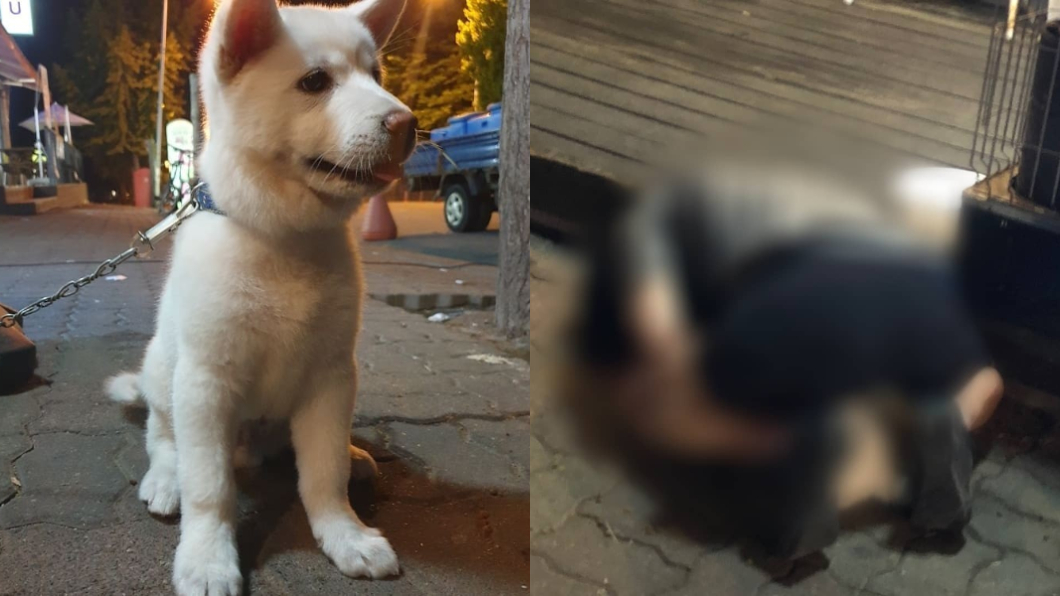 太可惡!醉男強壓侵犯10分鐘 可憐幼犬嚇壞