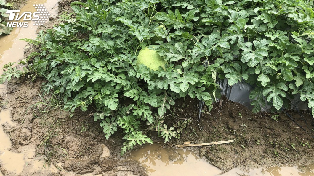 豪雨農損 蘇貞昌:最快最寬最優方式補助農民
