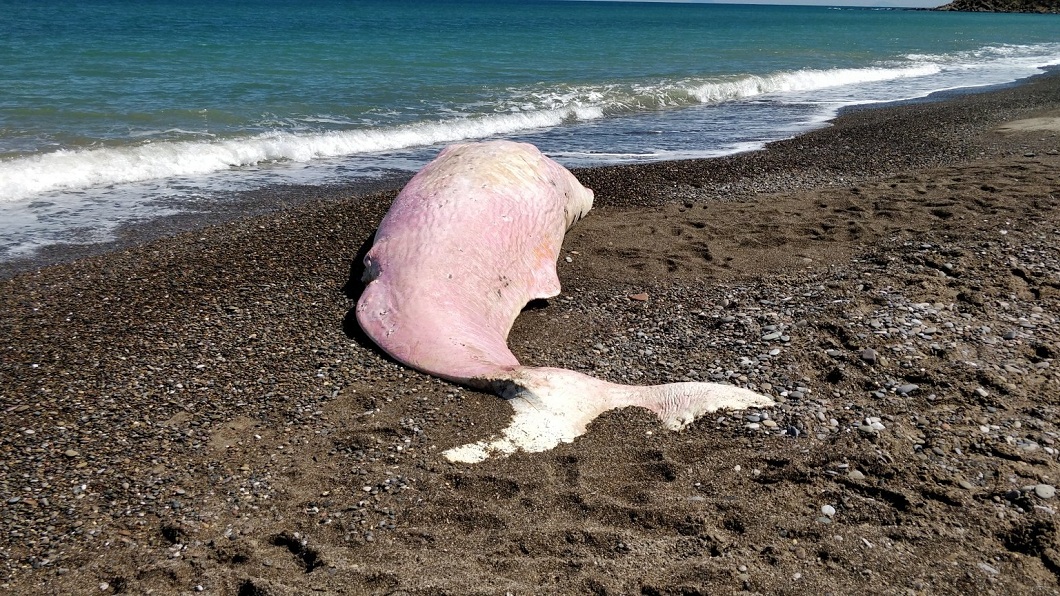 海洋悲歌!抹香鯨擱淺海灘亡 解剖驚見「胃都是塑膠袋」