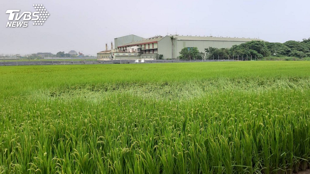 梅雨鋒面襲台恐致災 農委會呼籲稻農勿搶收