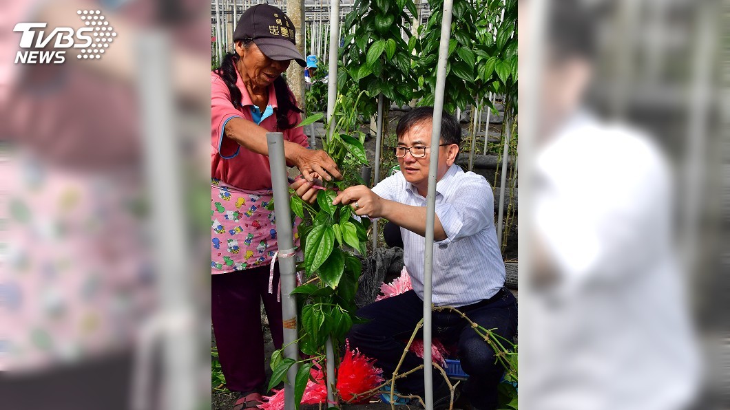 保護台灣荖葉產業 劉櫂豪提修法拉高進口關稅
