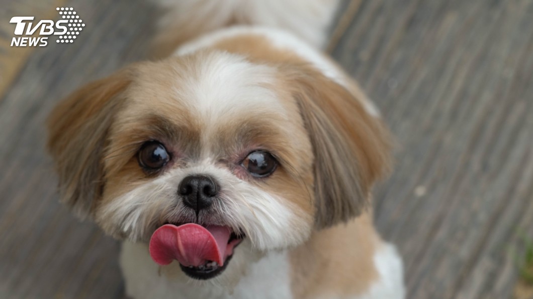 自私？婦人立遺囑要愛犬陪葬　健康狗狗慘遭安樂死