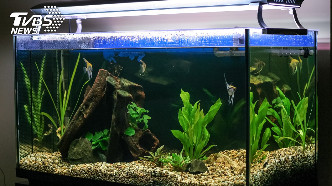 密集恐懼慎入!魚缸沒關燈 竟遭「投湖自盡」成水上墳場