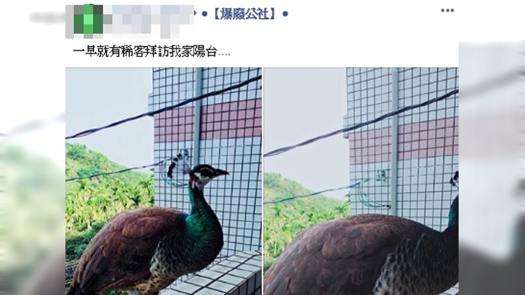 圖／翻攝爆廢公社