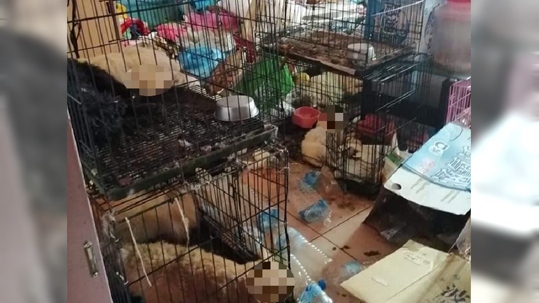 惡劣!男留「滿屋狗屍」落跑 屍臭溢出開門見白骨爬蛆