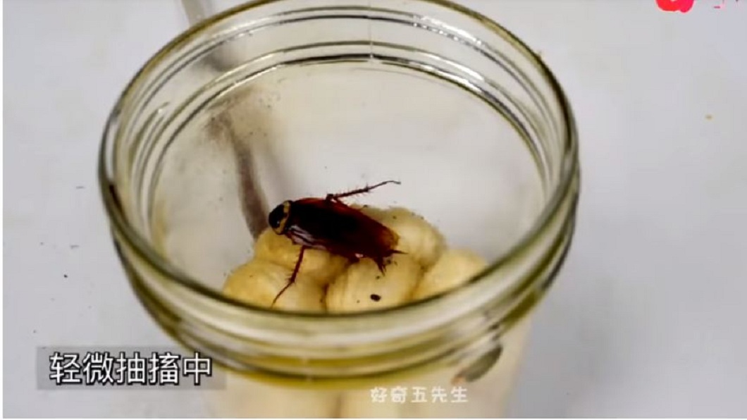 把蟑螂關進一個瓶子內,並且接連點燃20根菸,測試牠的變化。(圖/翻攝自YouTube)
