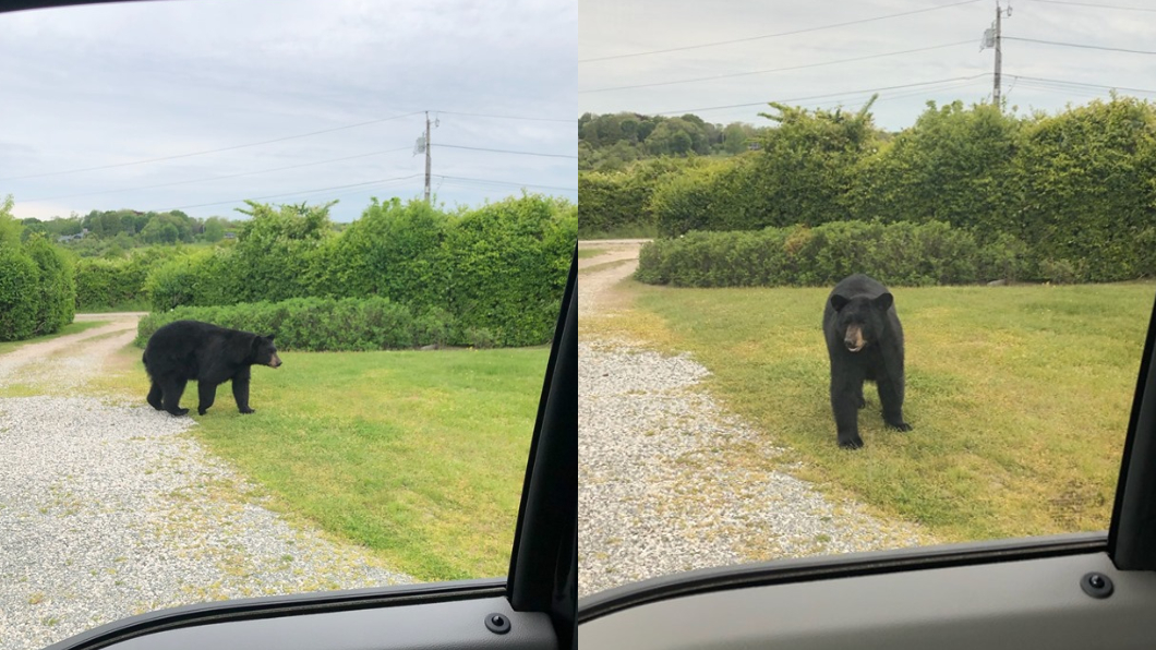 黑熊仍在車子附近徘迴。圖/翻攝自臉書Narragansett, RI Animal Control