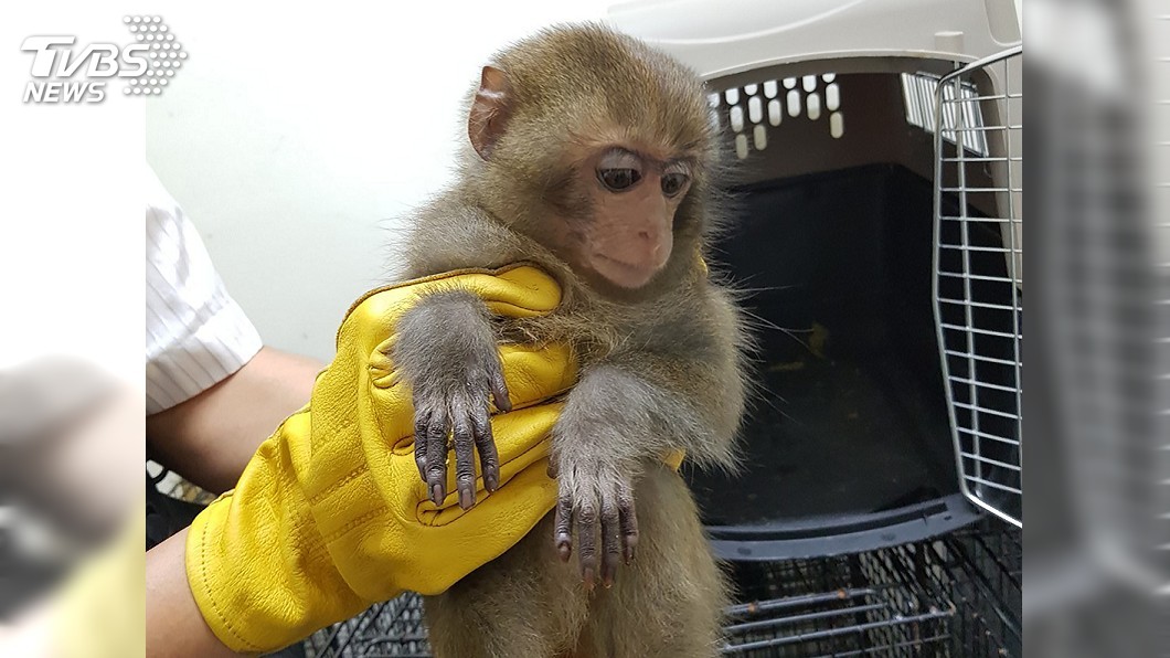 男子私自飼養台灣獼猴 因原住民身分首犯不罰