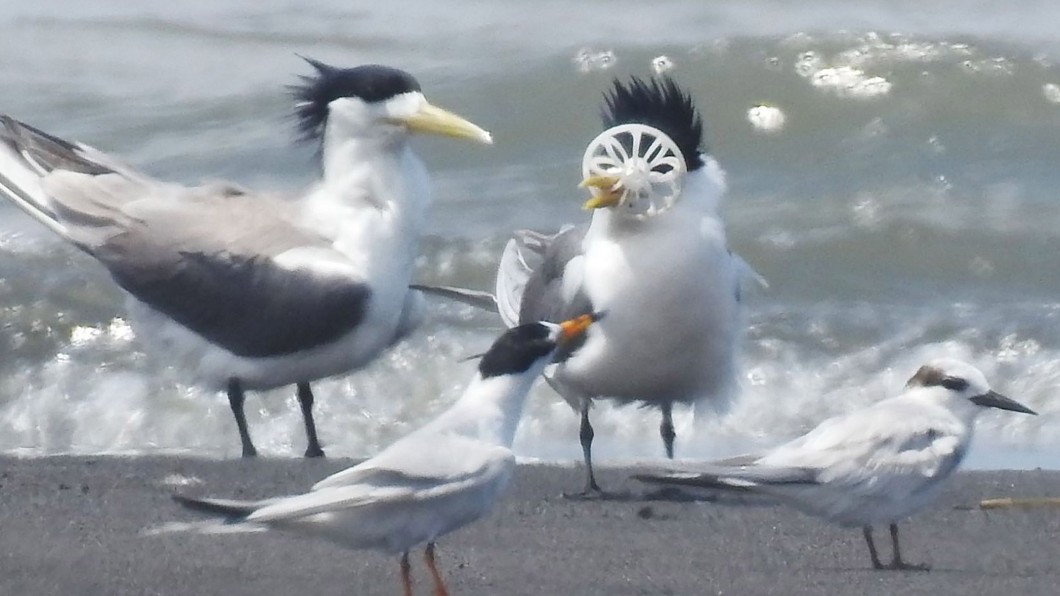 心痛…鳳頭燕鷗被塑膠環卡住鳥喙 無法進食也甩不掉