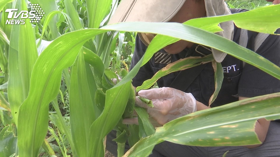 秋行軍蟲疑彰化現蹤 採樣送驗加強監控