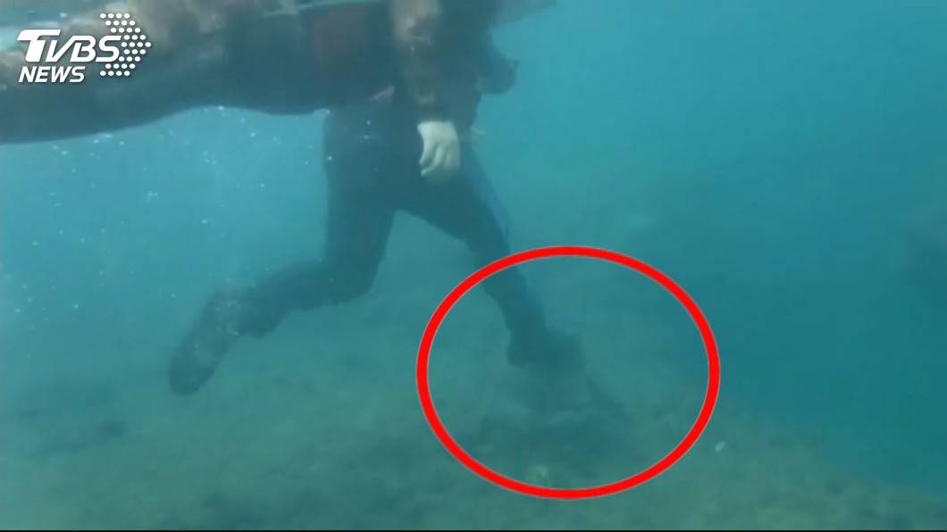 重踩海龜畫面曝光! 首例騷擾綠蠵龜「現行犯」送辦
