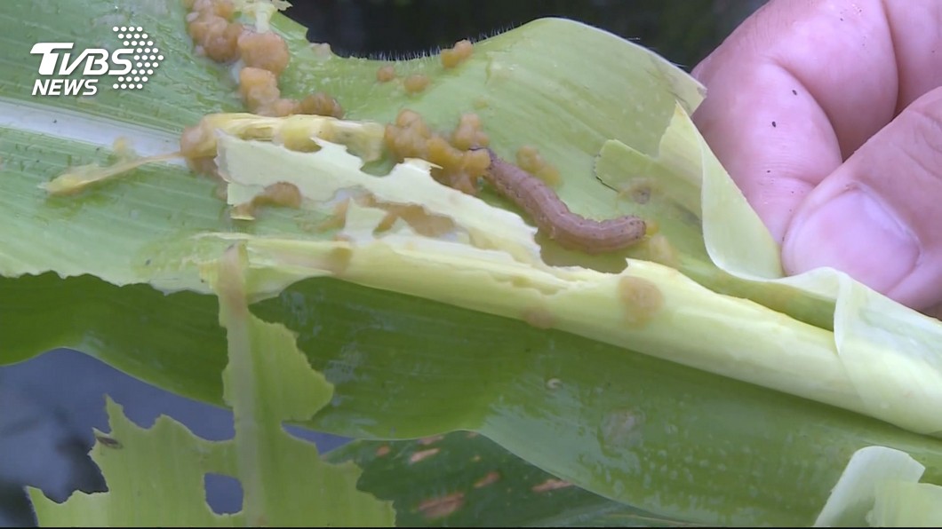 秋行軍蟲肆虐中國逾半省份 威脅糧食安全