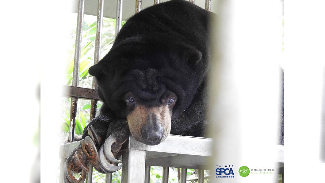 長年被關在小籠裡… 全台至少22隻野生動物遭不當飼養