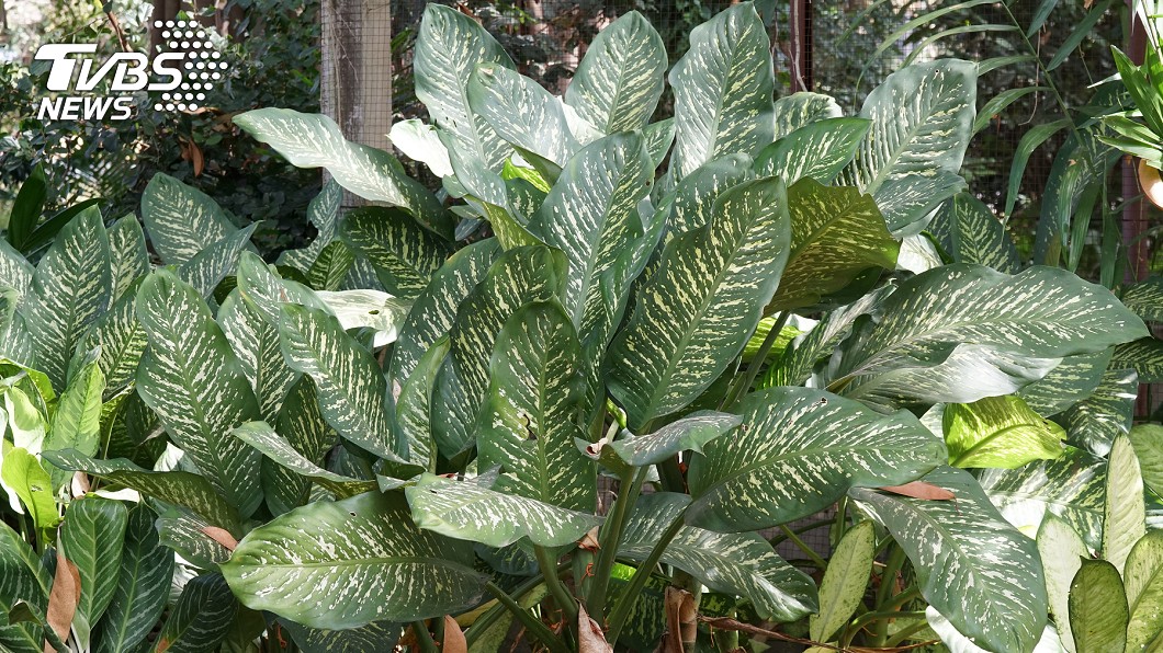 專家提醒,萬年青這類植物都有毒性,千萬要注意。示意圖/TVBS