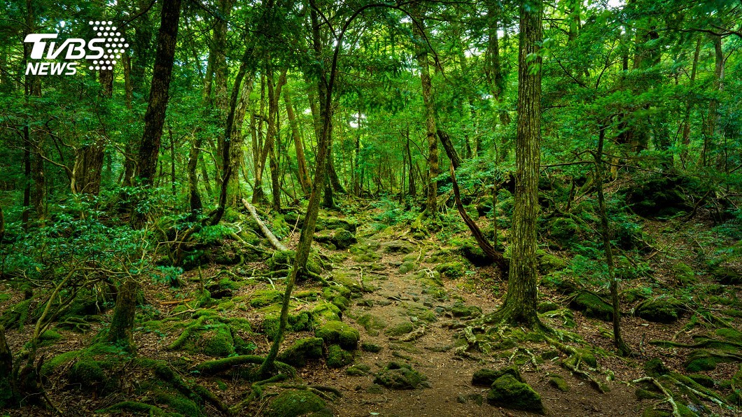 森林浴有益延長壽命 有科學研究能佐證