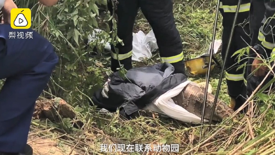 執法大隊要將蟒蛇送往動物園安置。圖/翻攝自梨視頻