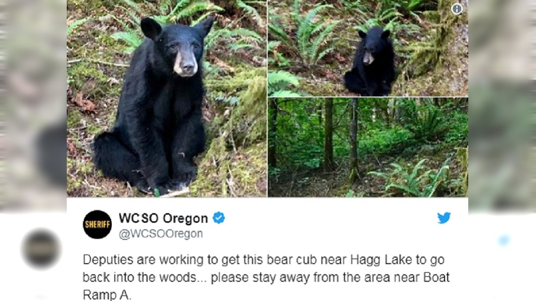 這隻才2歲多的小黑熊已被安樂死。圖/翻攝WCSO Oregon Twitter