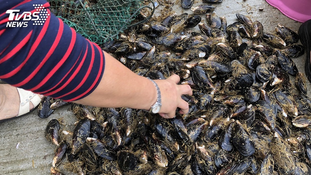 中國沿岸貽貝傳麻痺性貝毒 馬祖淡菜採樣送檢