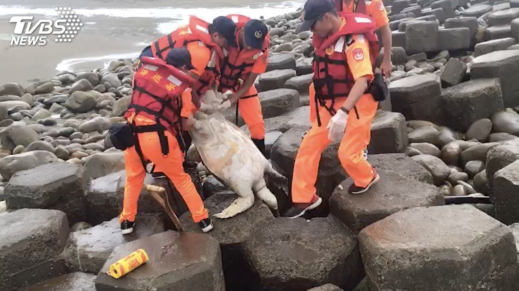 心碎…通霄岸際發現死亡綠蠵龜　「倒栽蔥」式卡消波塊