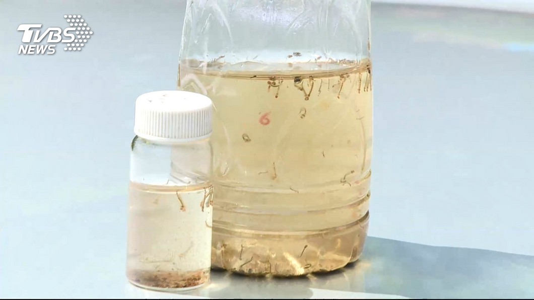 登革熱病媒蚊南北有別 防治策略有門道
