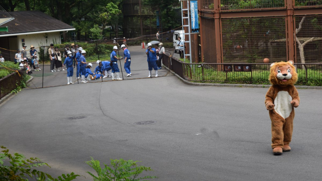 超擬真動物逃脫演習! 3母獅看傻眼:人類好奇怪…