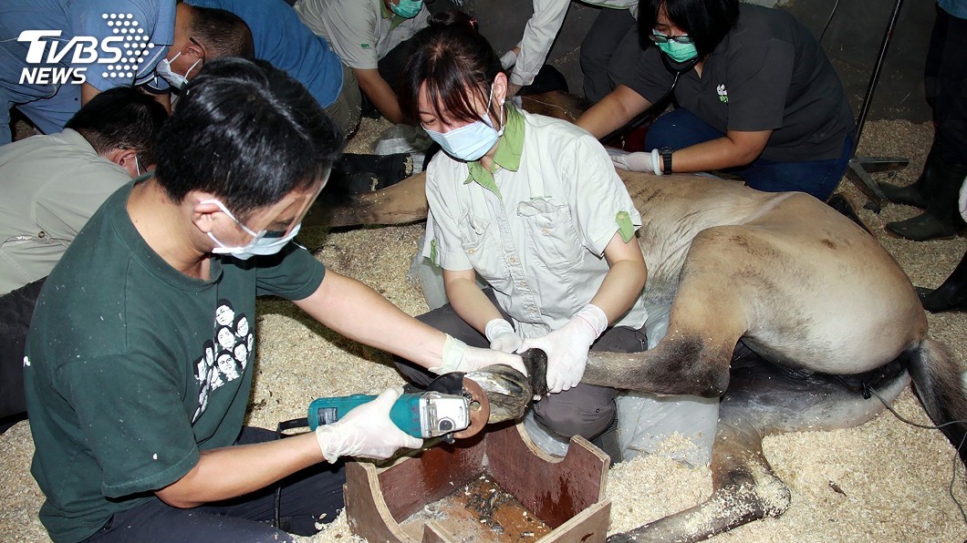 把握休園10天 動物園幫動物規劃特定健檢套餐